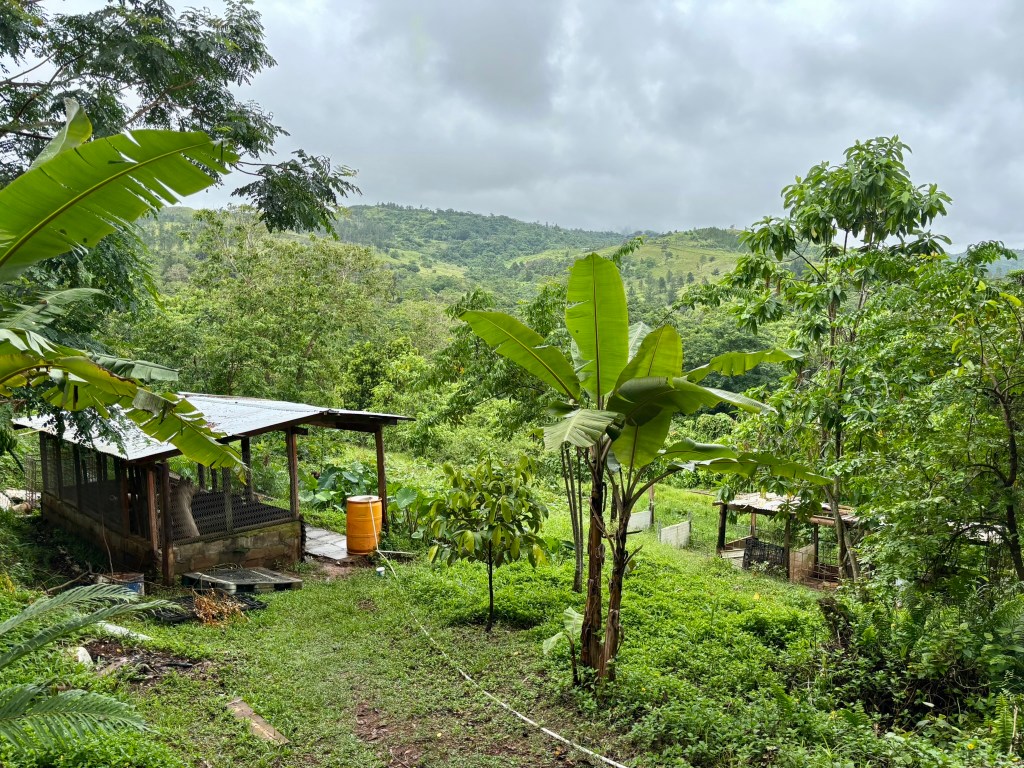 Lush rain forest